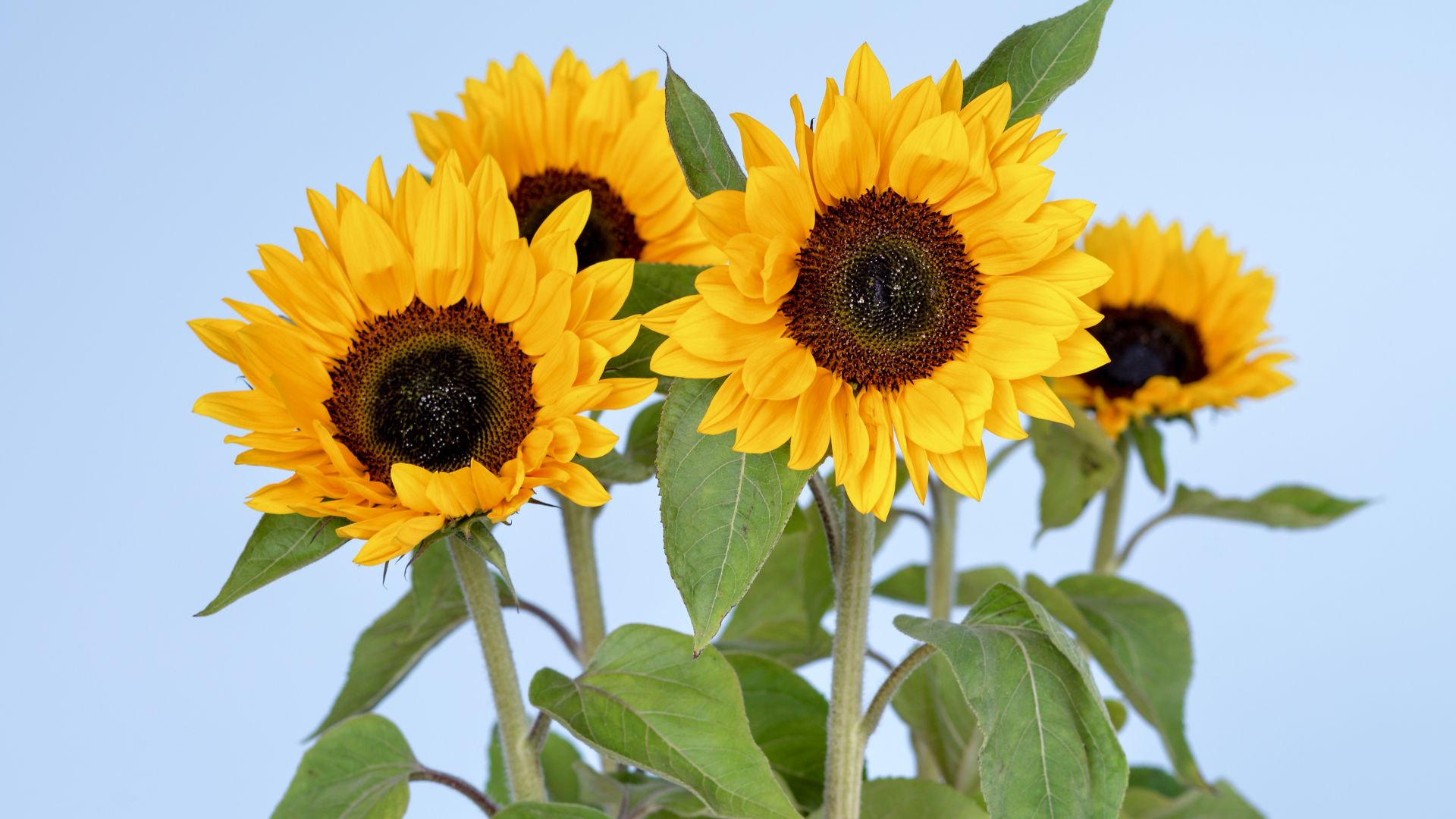 Подсолнухи, 5k, 4k, цветы, небо, Sunflowers, 5k, 4k wallpaper, flowers, sky (horizontal)