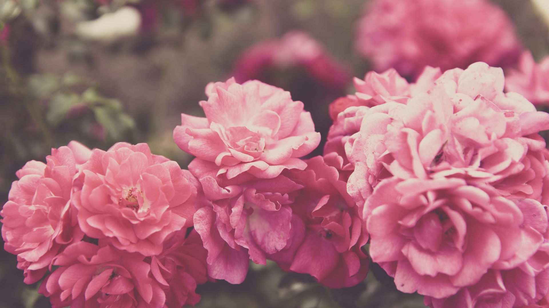 Розы, 4k, 5k, цветы, розовый, Roses, 4k, 5k wallpaper, 8k, flowers, pink (horizontal)