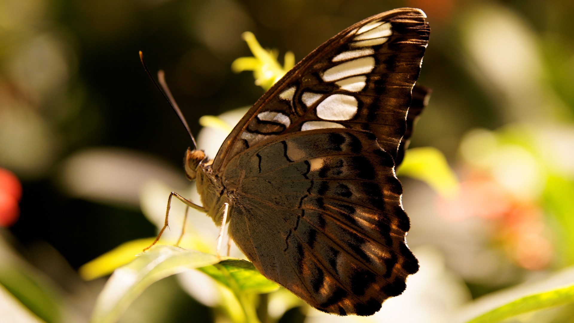 бабочка, коричневая, цветы, природа, насекомые, butterfly, gray, flowers, nature, insects (horizontal)