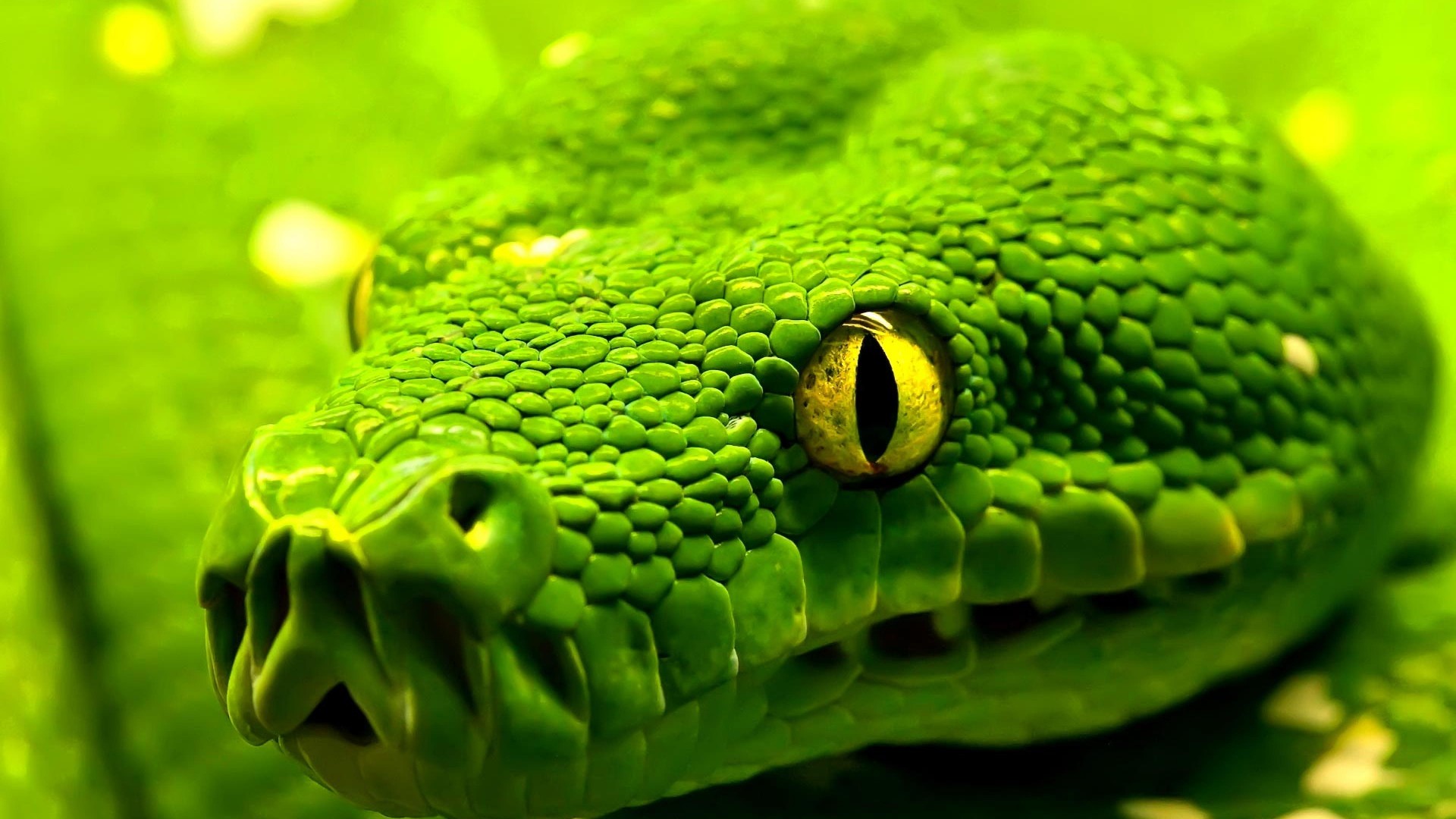 Змея, зеленая, глаза, рептилия, Snake, green, reptile, eyes (horizontal)