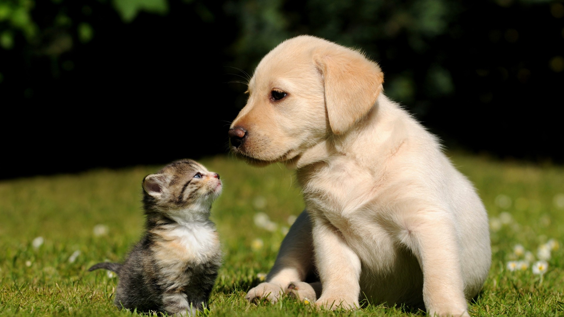 друзья, кошка, собака, щенок. котенок, зеленая, трава, солнечный день, мило, питомцы, Friends, cat, dog, puppy, kitty, green, grass, sunny day, cute, pet (horizontal)