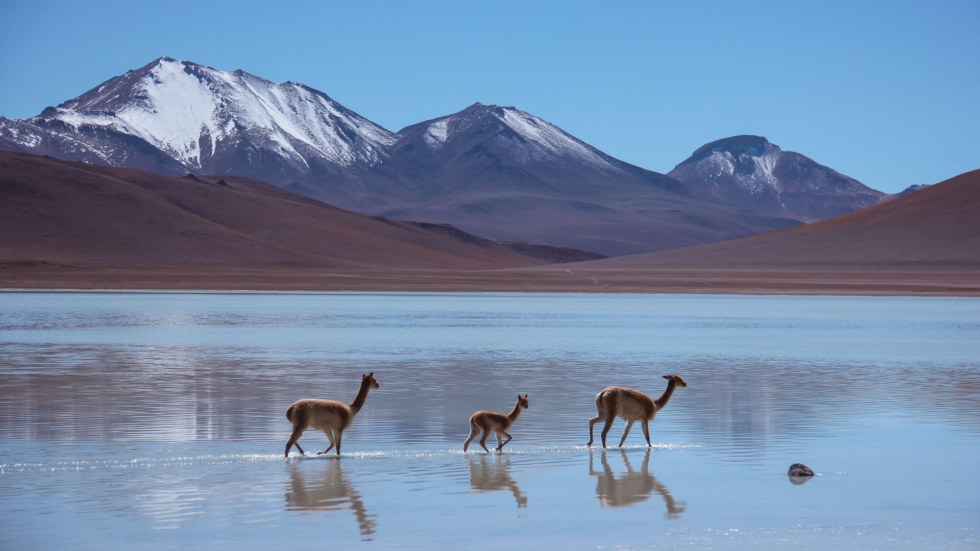 Лама, Лагуна-Бланка, Боливия, горы, Lama, Laguna Blanca, Bolivia, mountains (horizontal)