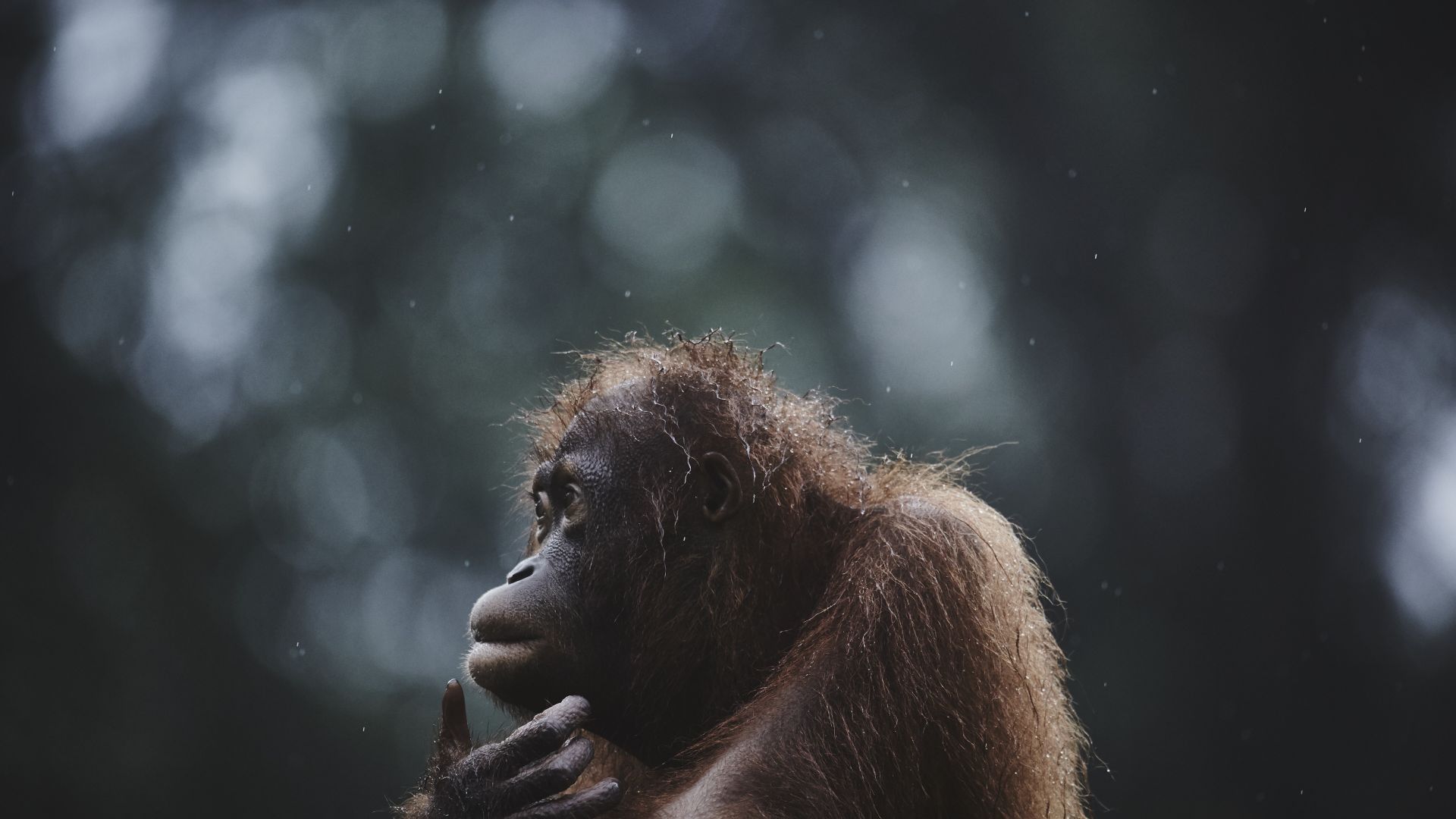 Орангутанг, Борнео, Малайзия, Orangutan, Borneo, Malaysia, wildlife, National Geographic Traveler Photo Contest (horizontal)