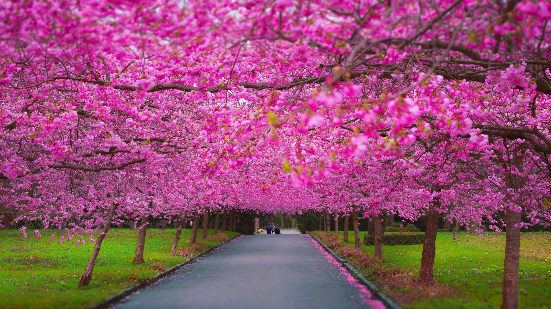Сакура, 4k, 5k, цветет, весна, trees, 4k, 5k wallpaper, sakura, spring (horizontal)