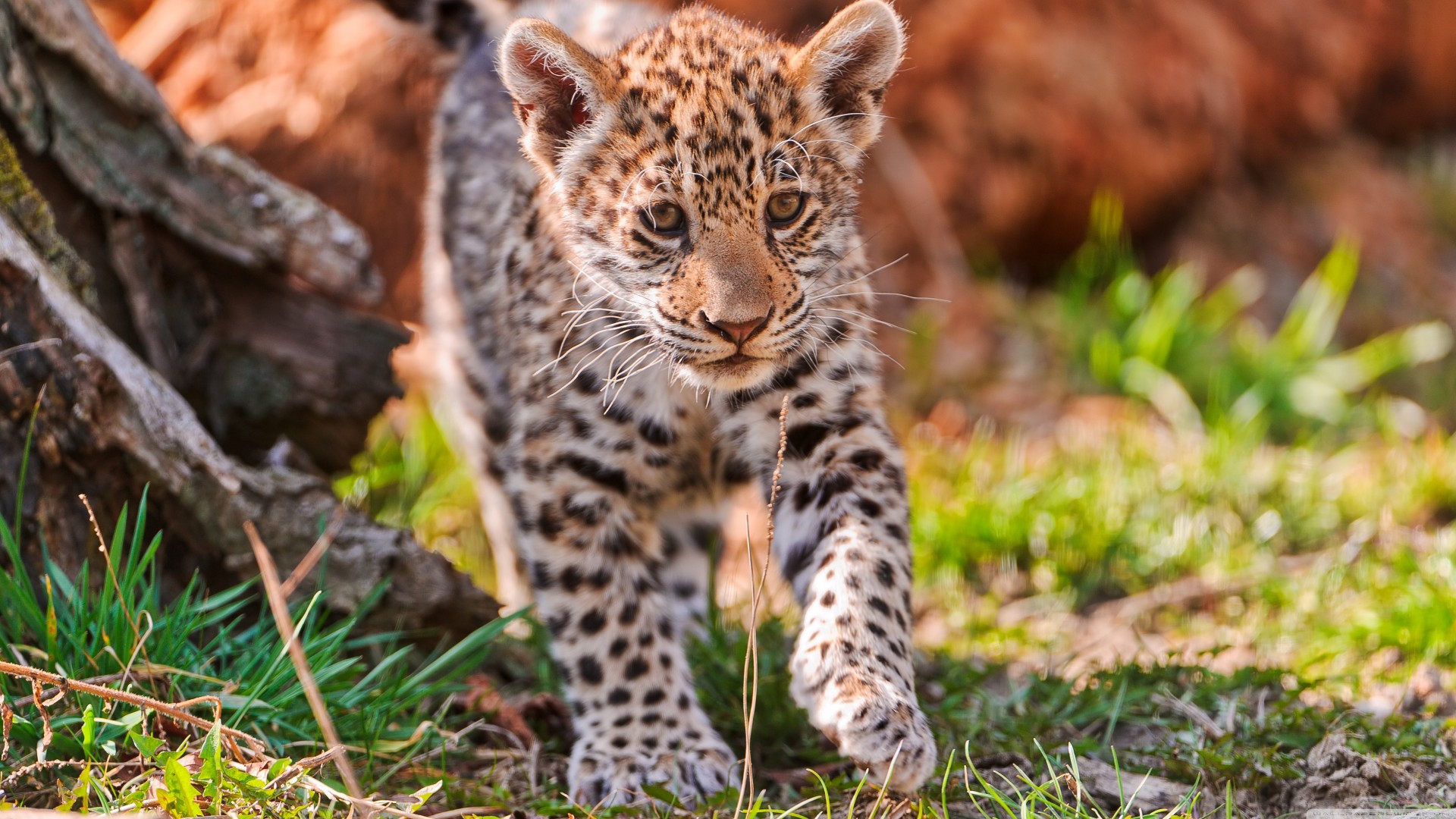 ягуар, дикая природа, милый, животное, Jaguar, wild nature, cute, animal (horizontal)