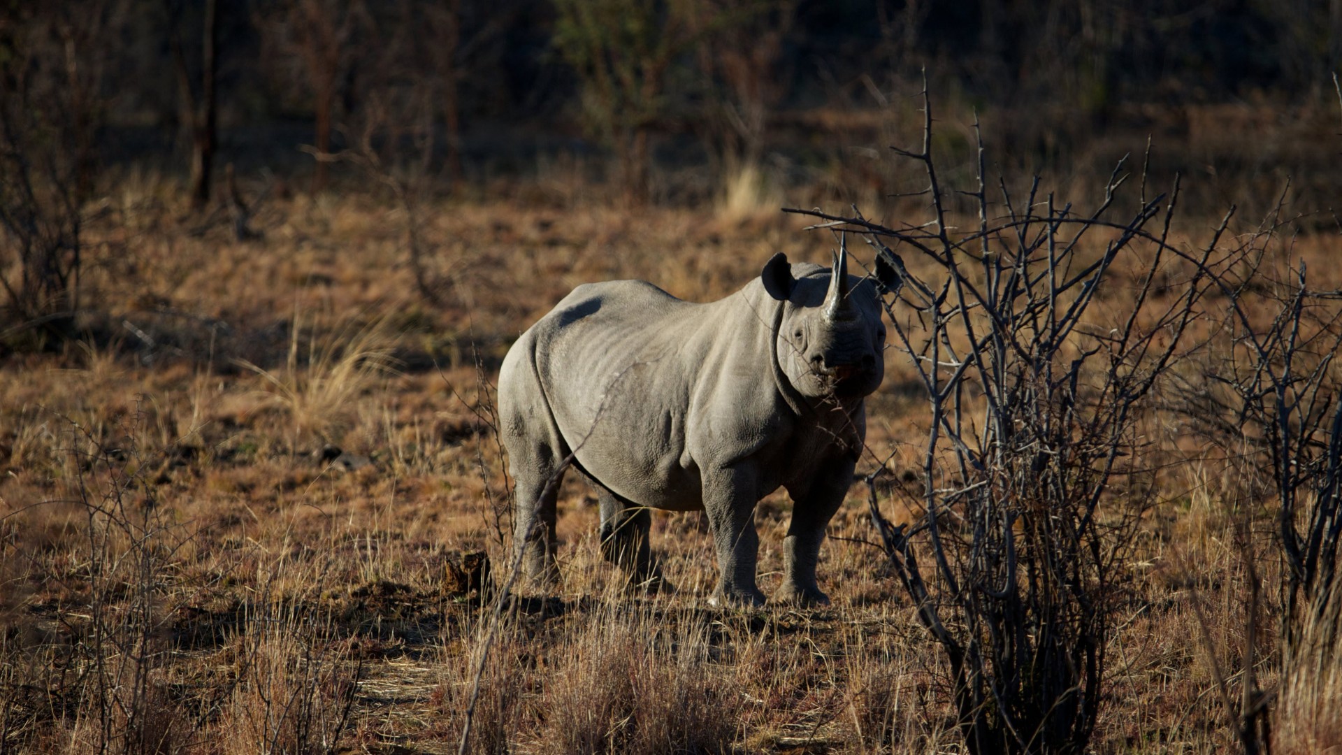 носорог, саванна, жара, коричневый фон, природа, rhino, savanna, heat, brown background, nature (horizontal)