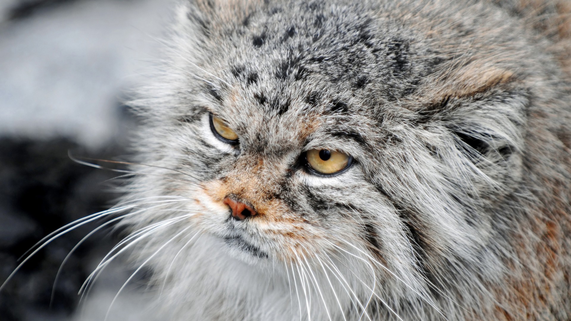 манул, сердитый кот, взгляд, пушистый, суровый, Manul, Grumpy cat, severe, fluffy, view (horizontal)