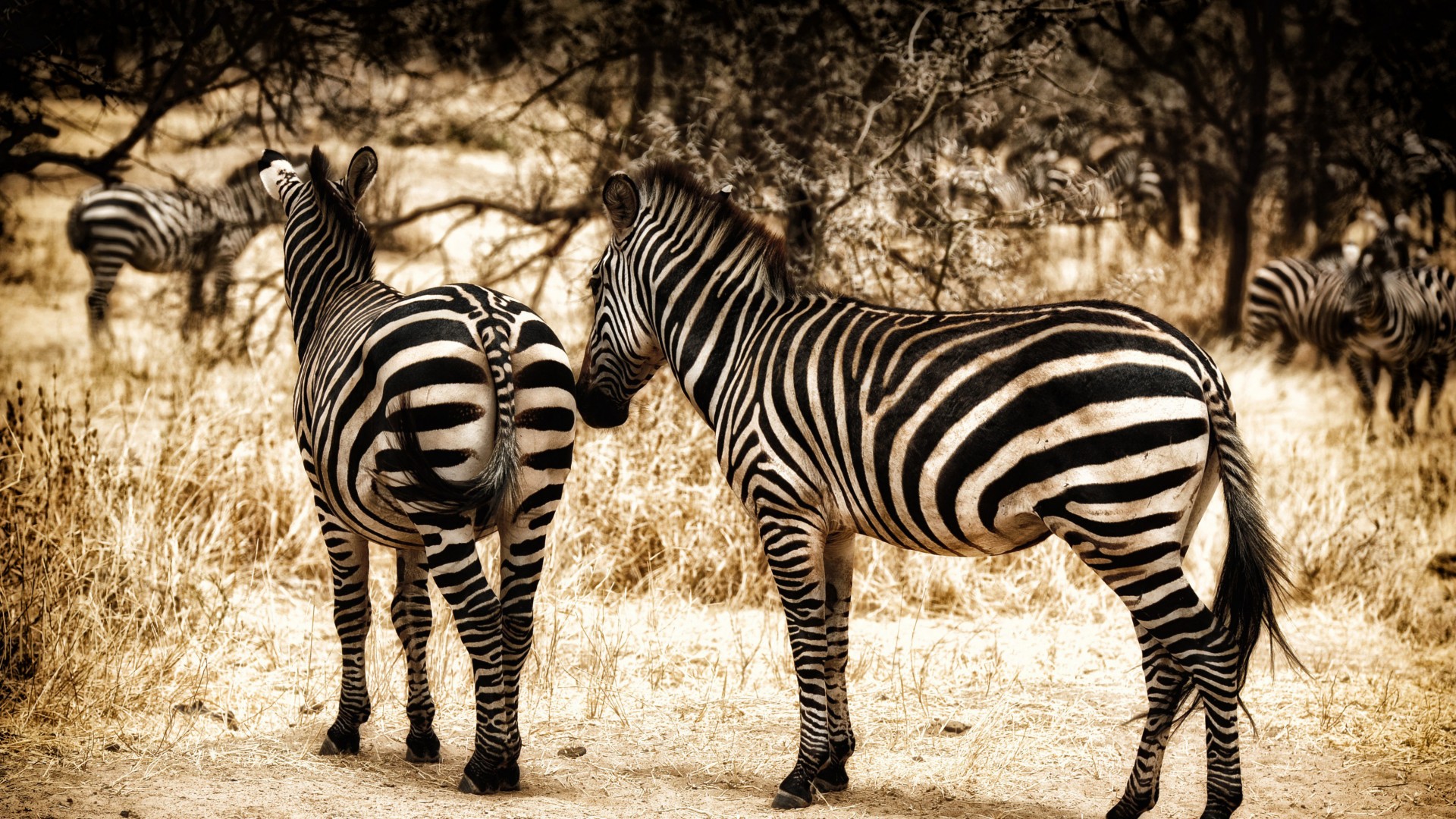 зебра, Серенгети, саванна, дикая природа, Zebra, serengeti, savanna, wild nature (horizontal)