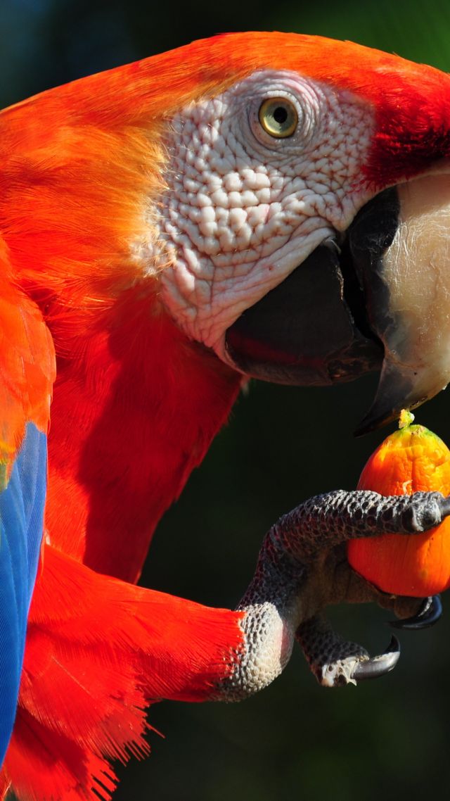 Попугай Ара, тропические птицы, Macaw parrot, tropical bird (vertical)