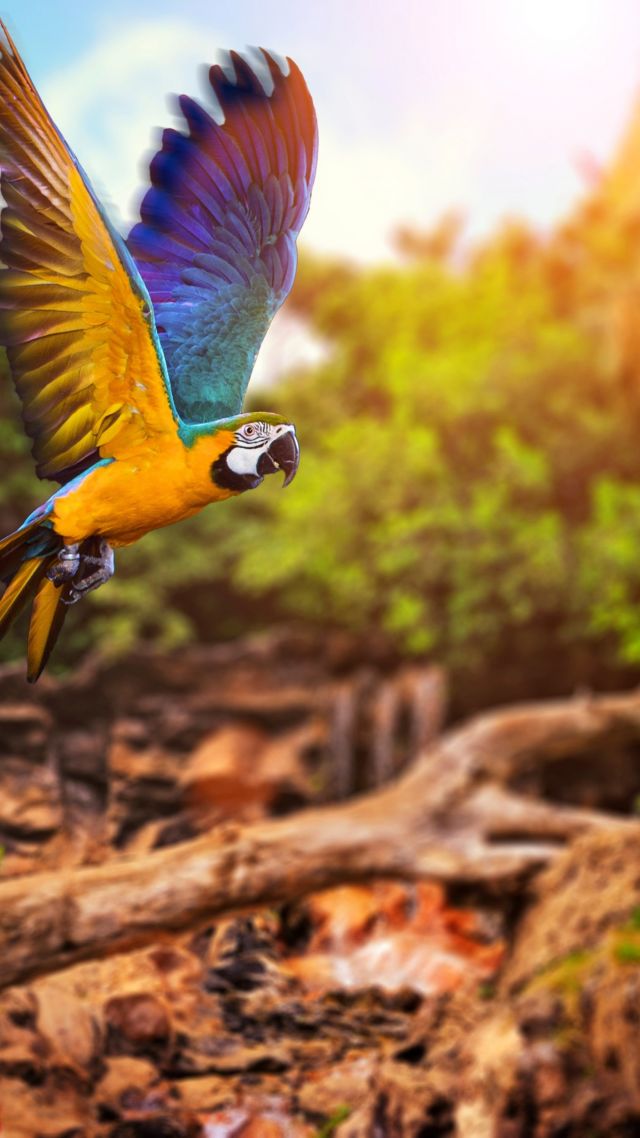 летящий попугай, желтый, синий, flying parrot, yellow, blue (vertical)