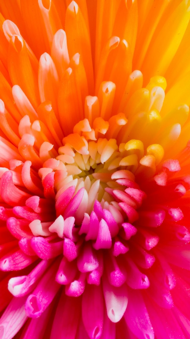 разноцветные цветы, 4k, HD, цветы, colourful flowers, 4k, HD wallpaper, flowers (vertical)