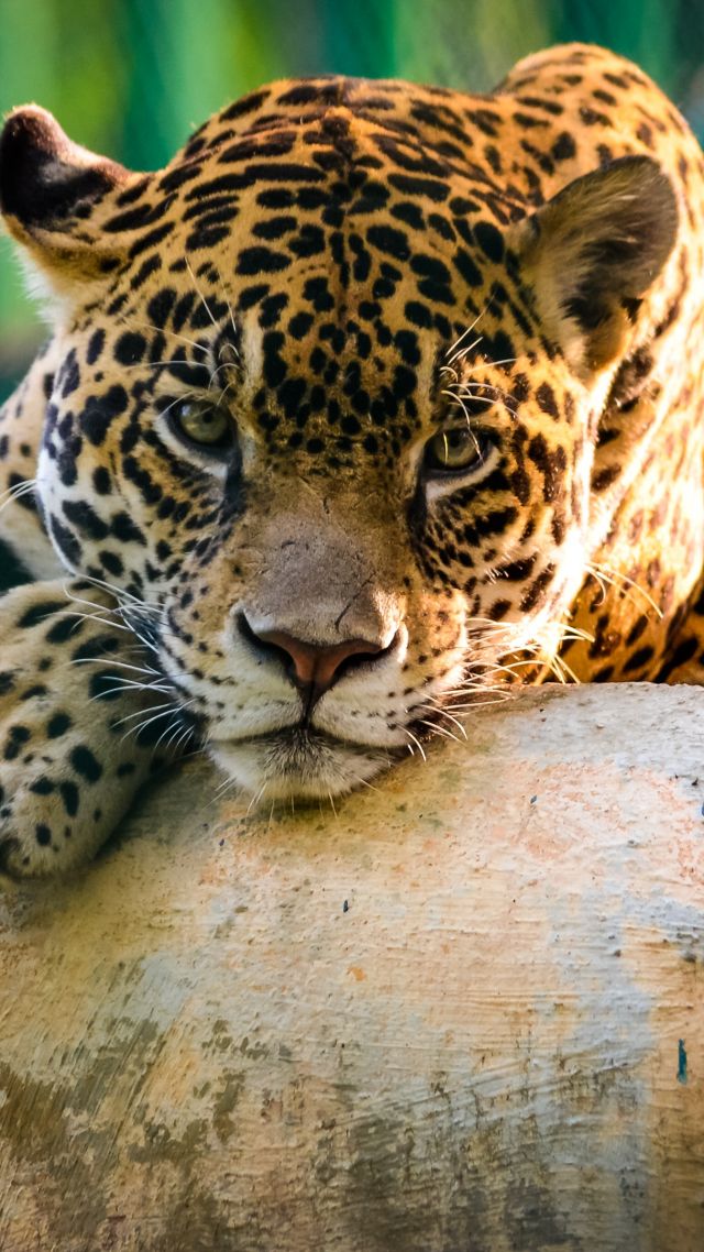 ягуар, дикая кошка, грустное лицо, jaguar, wild, cat, sad face (vertical)