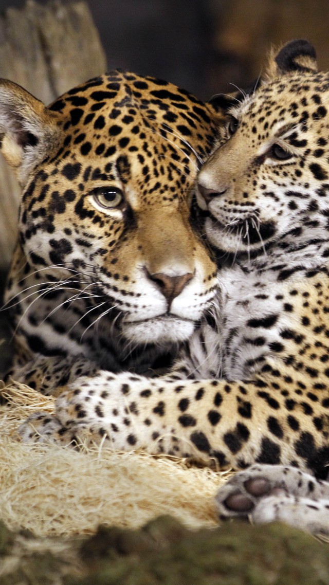 детеныш ягуар, дикая кошка, лицо, little jaguar, young jaguar, wild, cat, face (vertical)