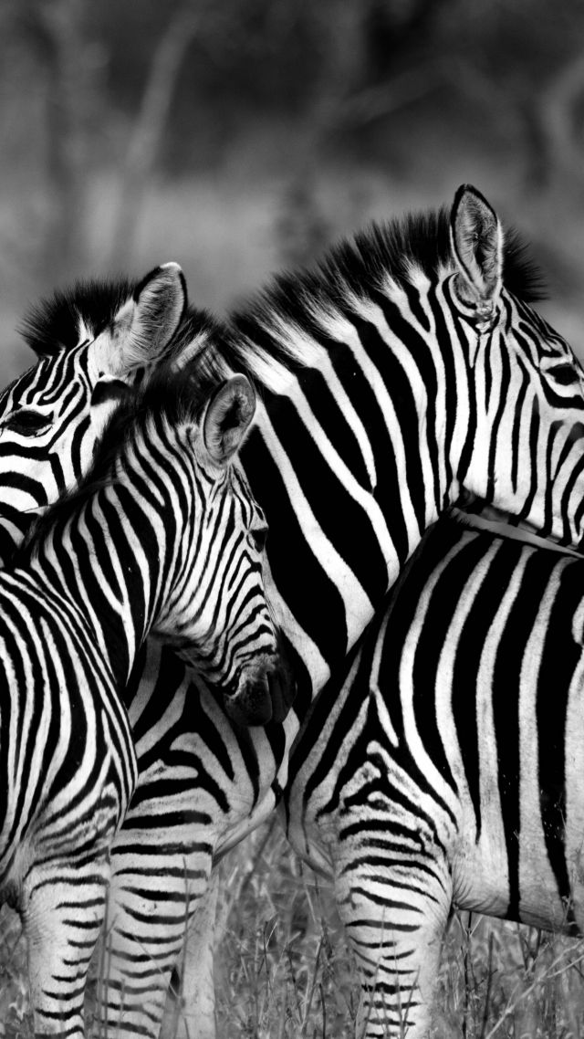 Зебра, Zebra, Black & White (vertical)