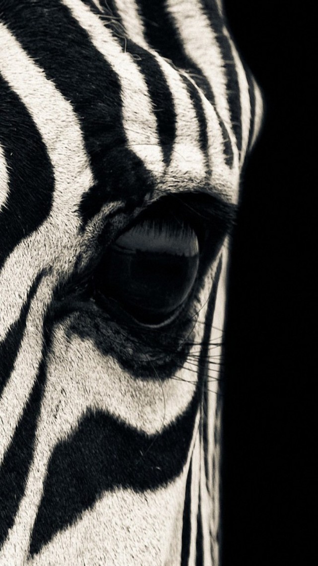 зебра, глаз, черно белые, Zebra, eye, Black & White, couple, cute animals (vertical)