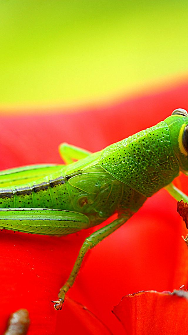кузнечик, зеленый, цветок, красный, насекомые, grasshopper, grig, green, flower, red, insects (vertical)