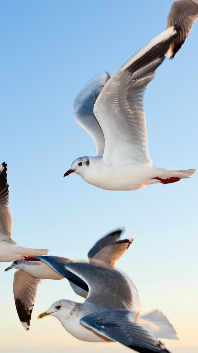 Чайки, небо, gull, sky, seagulls (vertical)