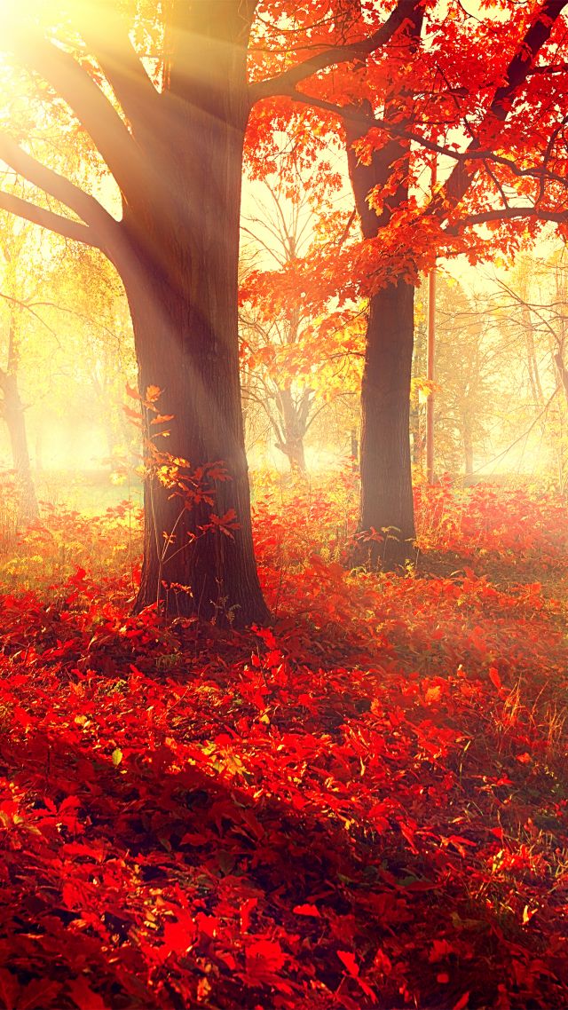 парк, 5k, 4k, осень, листья, деревья, park, 5k, 4k wallpaper, autumn, beautiful, leaves, trees (vertical)