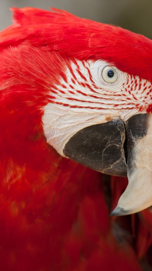 Попугай Ара, тропические птицы, красный, Macaw parrot, tropical bird, red (vertical)