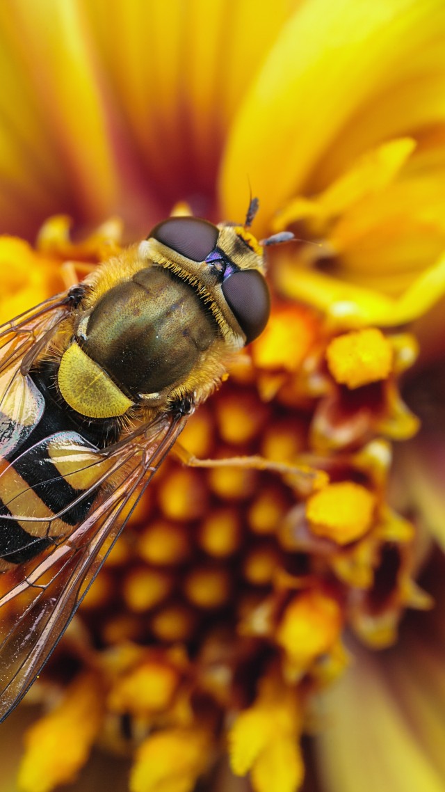пчела, оса, цветок, нектар, желтый, крылья, макро, насекомые, Bee, wasp, flower, yellow, wings, macro, stripes, insects (vertical)