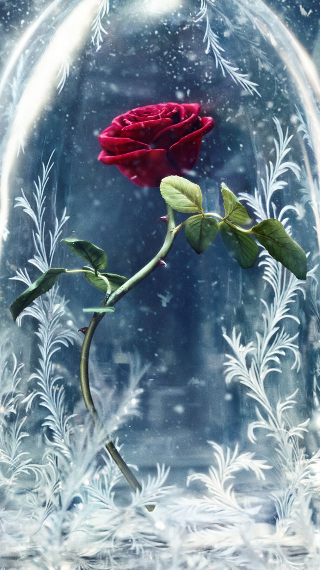 Красавица и Чудовище, стекло, роза, лучшие фильмы, Beauty and the Beast, glass, rose, best movies (vertical)