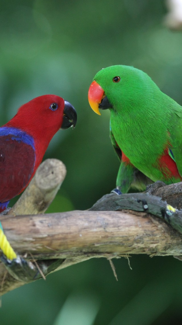 амазонские попугаи, птица, зеленая, красная, природа, животное, туризм, ветка, Amazon parrot, Antilles island, bird, green, red, nature, tourism, branch, animal (vertical)