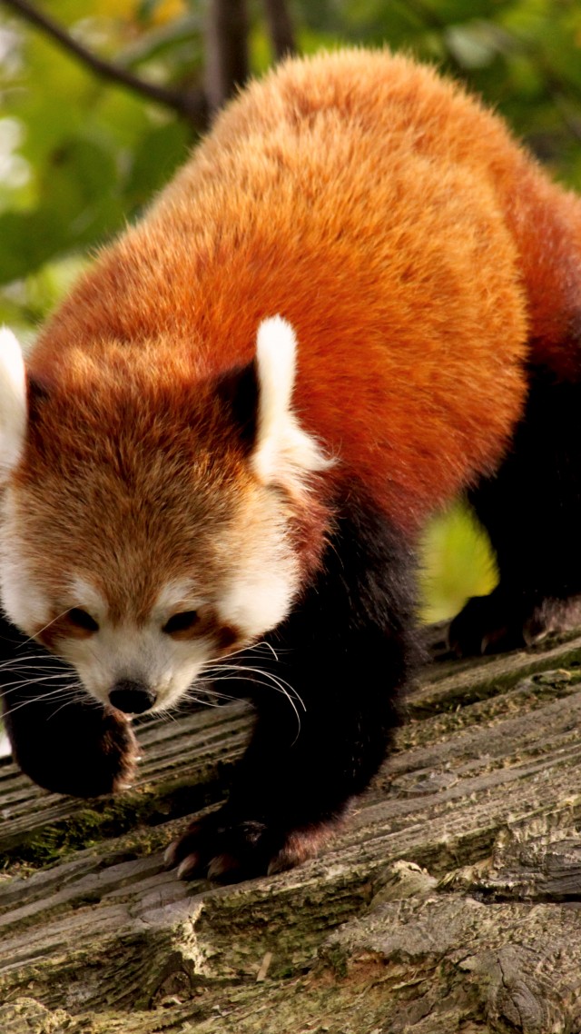 красная панда, животное, природа, ветка, зеленый, мех, Red Panda, animal, nature, branch, green, fur, wild (vertical)