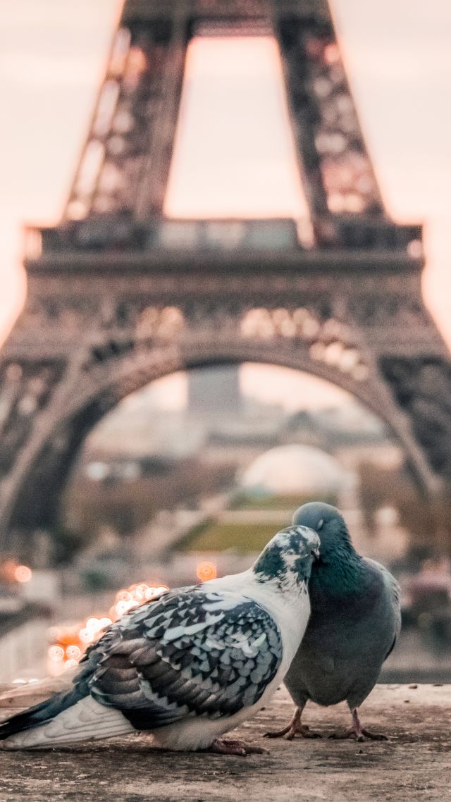 фото любовь, голуби, love image, doves, 4k, paris (vertical)