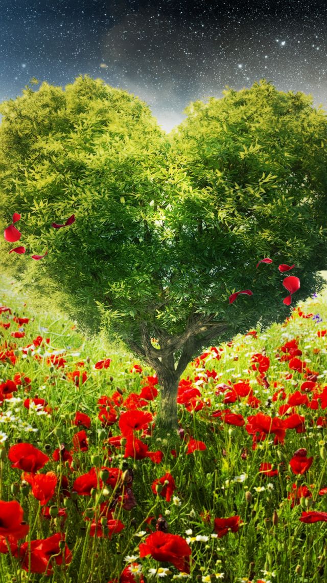 фото любовь, дерево, сердце, love image, heart, HD, tree (vertical)