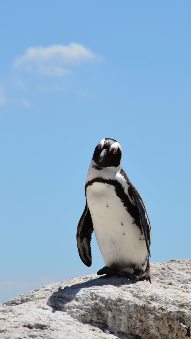 пингвин, penguin, sky, 4k (vertical)