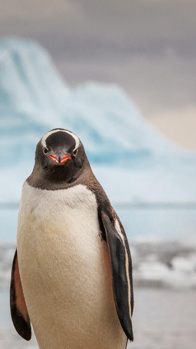 пингвин, penguin, 4k (vertical)
