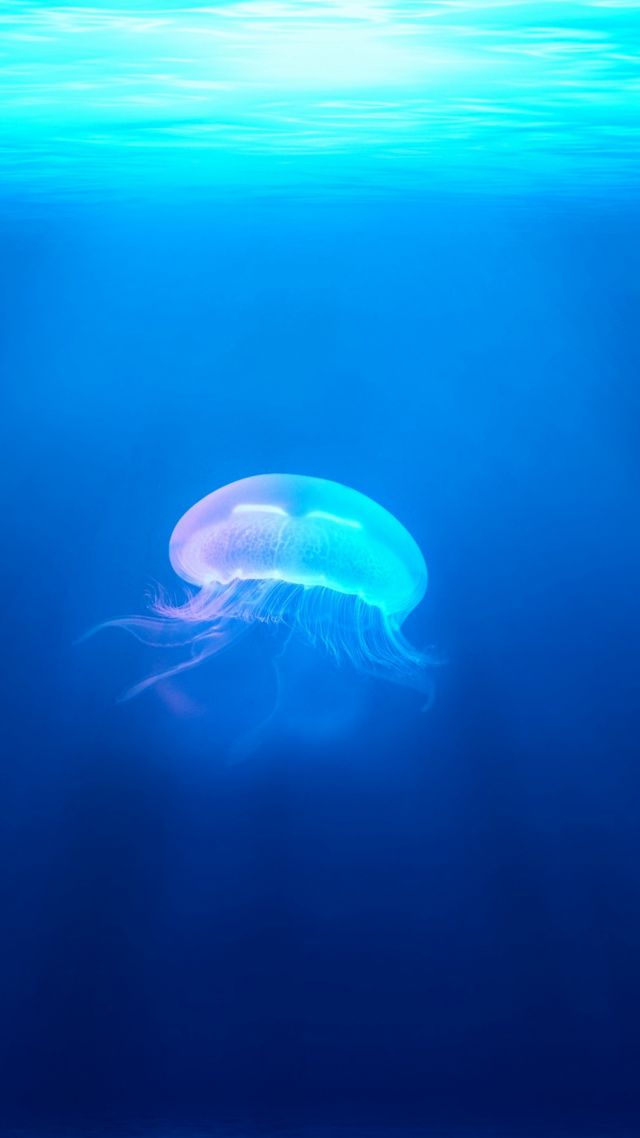 медуза, jellyfish, underwater (vertical)