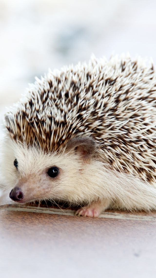 еж, hedgehog, cute animals, 4k (vertical)