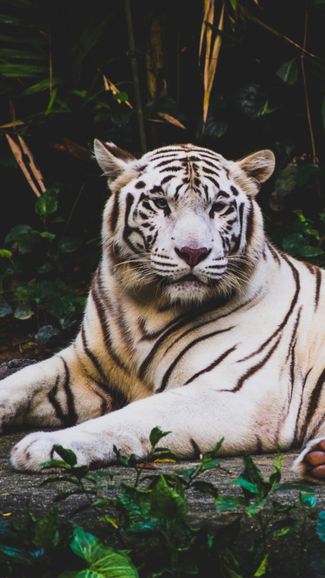 белый тигр, white tiger, 4k (vertical)