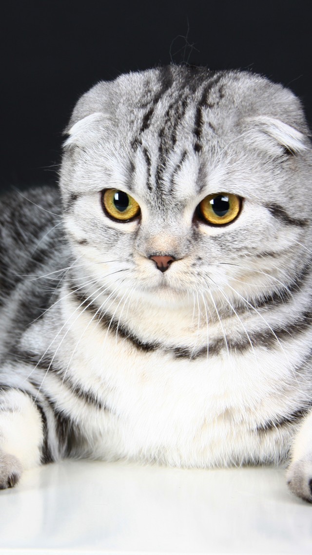 шотландская вислоухая, кошка, котенок, серый, шерсть, милый, животное, питомец, Scottish Fold, Cat, kitten, eyes, gray, wool, cute, animal, pet (vertical)