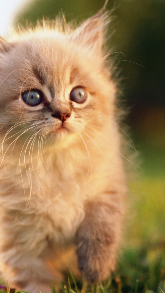 кошка, котенок, серый, шерсть, милый, животное, питомец, Cat, kitten, blue, eyes, gray, wool, cute, animal, pet, green grass, nature (vertical)