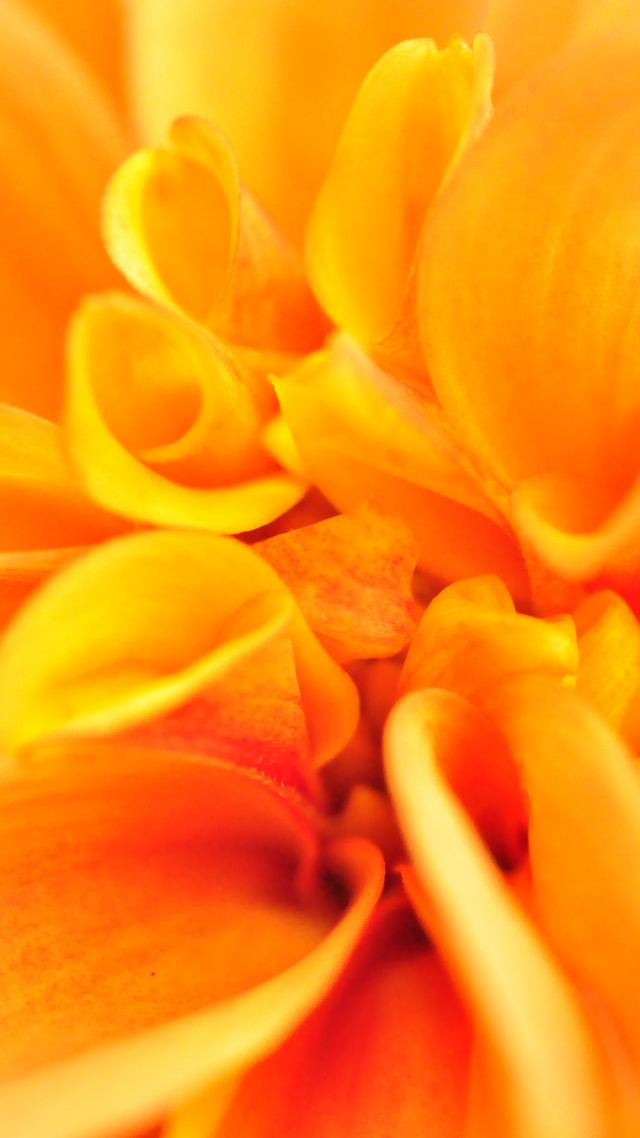 макро, цветок, macro, flower, orange, 4k (vertical)