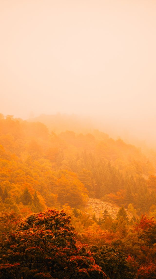 туман, осень, лес, деревья, горы, fog, autumn, forest, mountain, 5k (vertical)