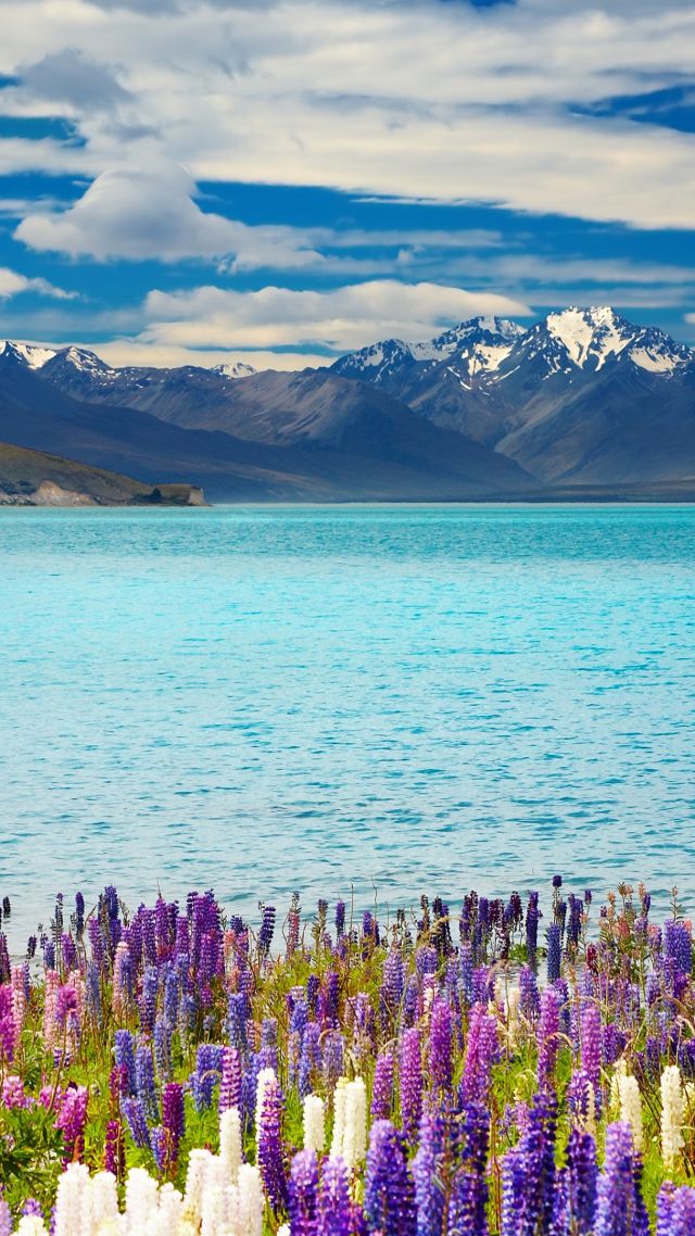 Озеро Текапо, Новая Зеландия, Lake Tekapo, New Zealand, mountains, flower, 4k (vertical)