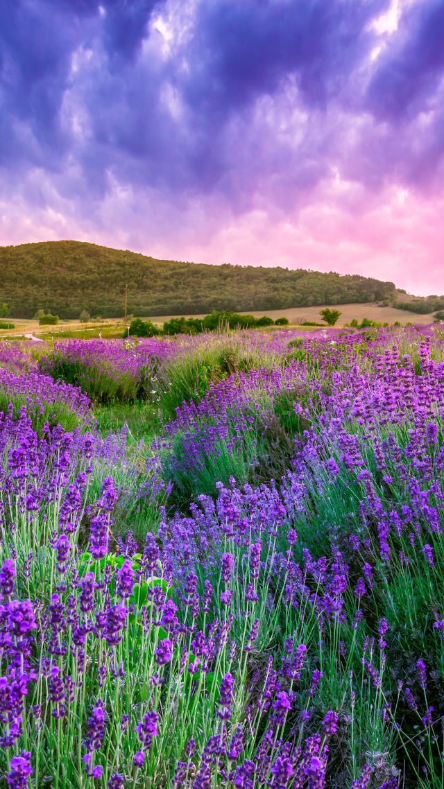 лаванда, поле, Прованс, Франция, lavender, field, sky, mountain, Provence, France, Europe, 4k (vertical)