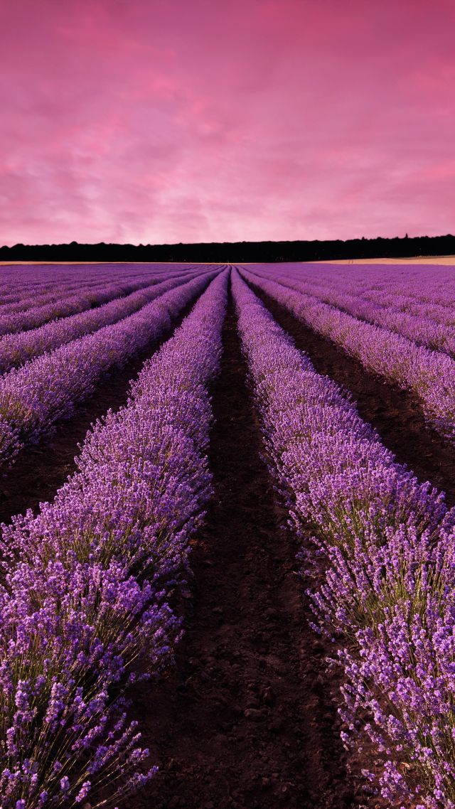 лаванда, поле, Прованс, Франция, lavender, field, sky, mountain, Provence, France, Europe, 5k (vertical)