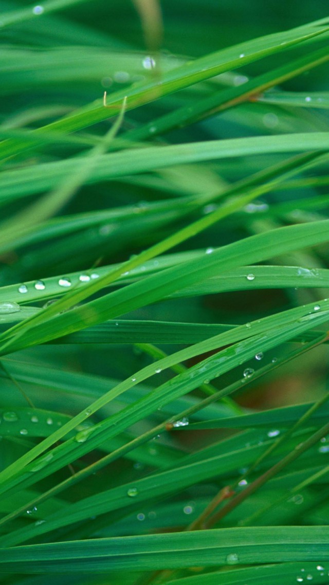 трава, 5k, 4k, макро, OSX, grass, 5k, 4k wallpaper, OSX, green, dew (vertical)