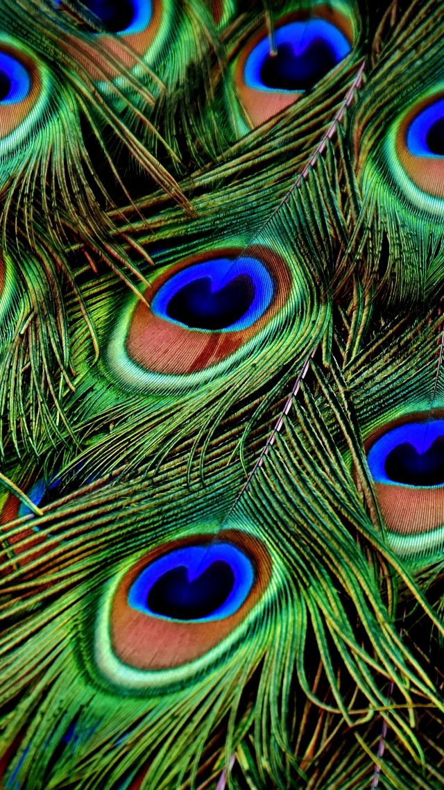 перья, peacock, feather, 4k (vertical)