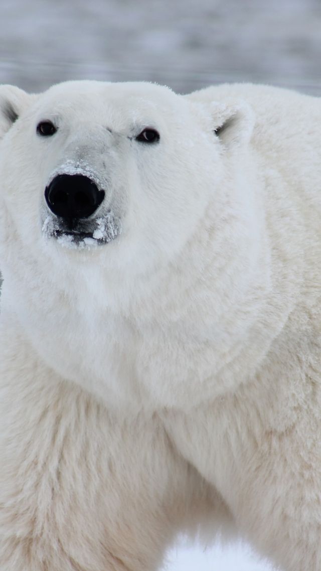 Полярный медведь, polar bear, cute animals, 4k (vertical)