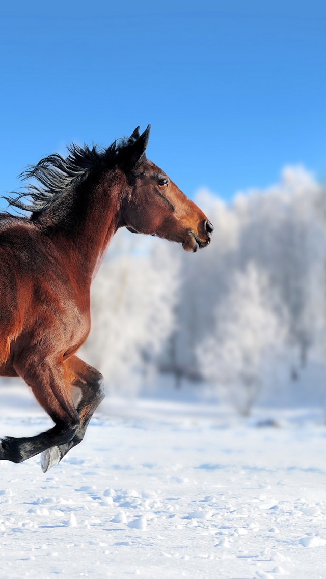 лошадь, horse, cute animals, snow, winter, 4k (vertical)
