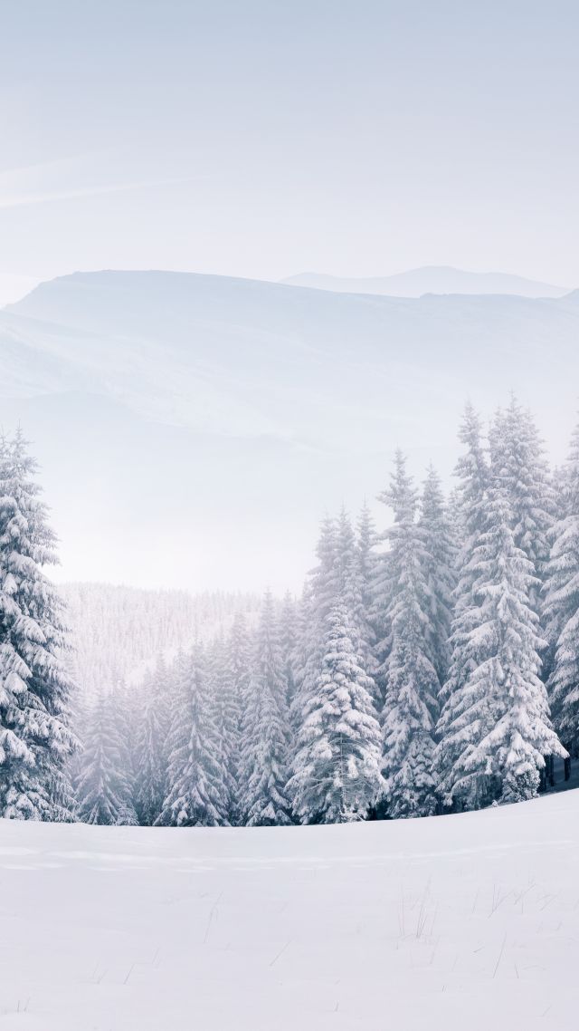 лес, зима, forest, snow, winter, 5k (vertical)