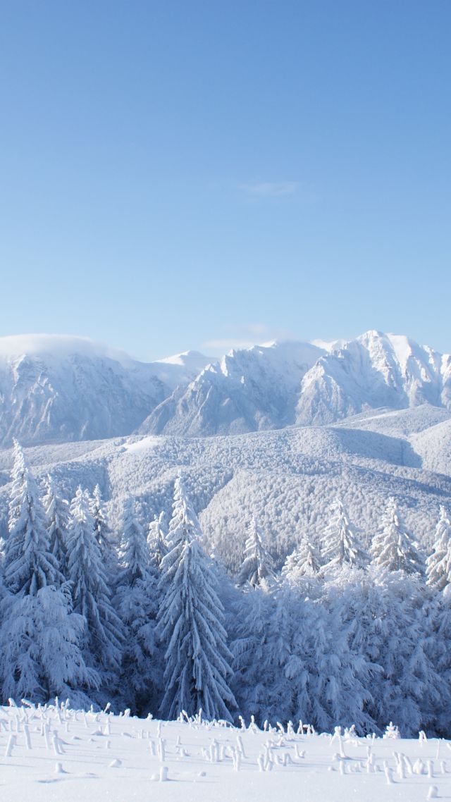 горы, зима, mountains, forest, trees, snow, winter, 4k (vertical)