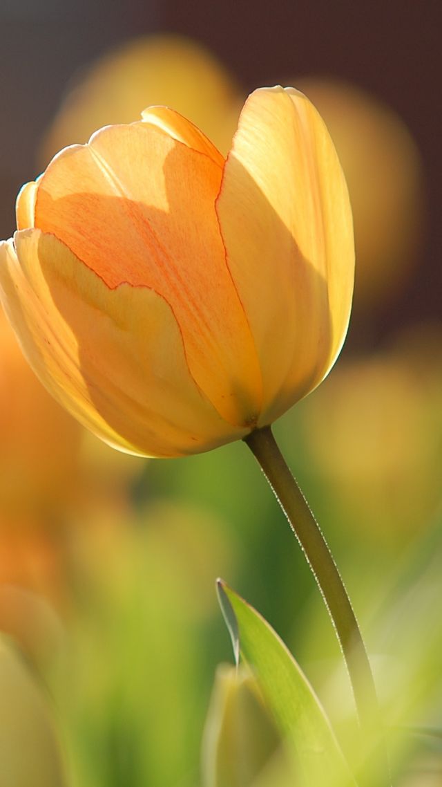 цветы, flowers, tulips, yellow, spring, HD (vertical)