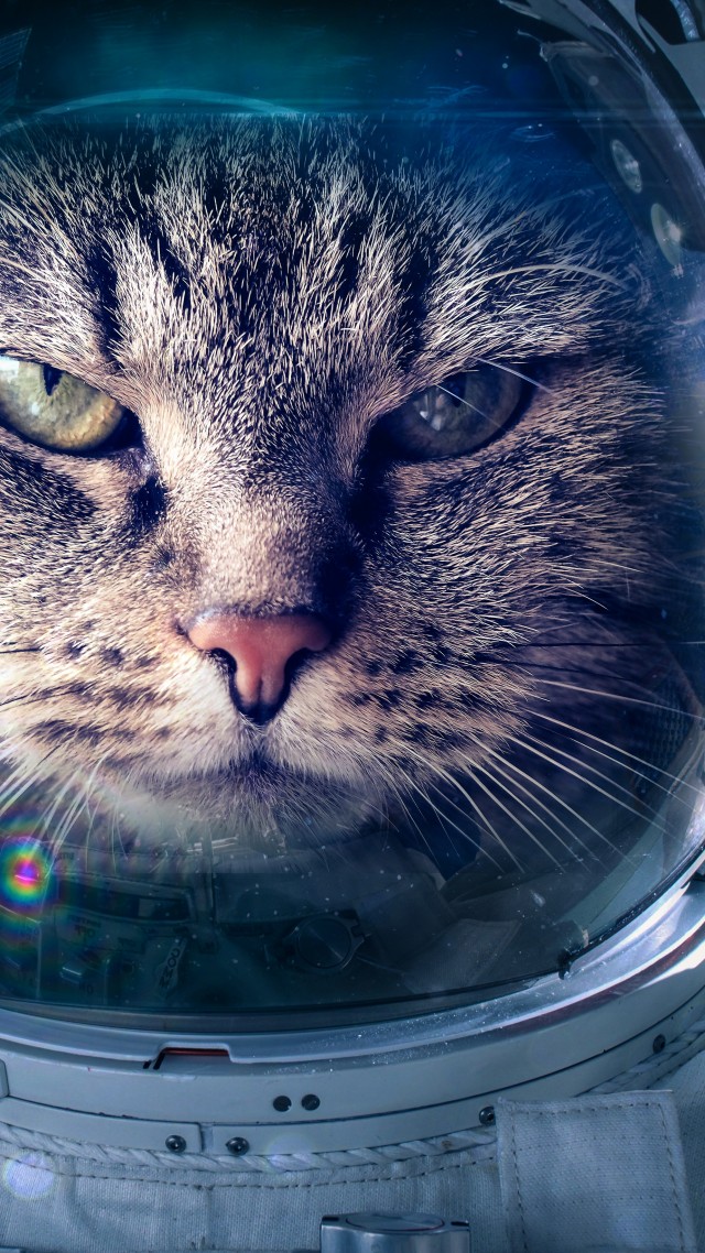 Кот, космонавт, Astronaut, Funny animals, Cat, 5K (vertical)