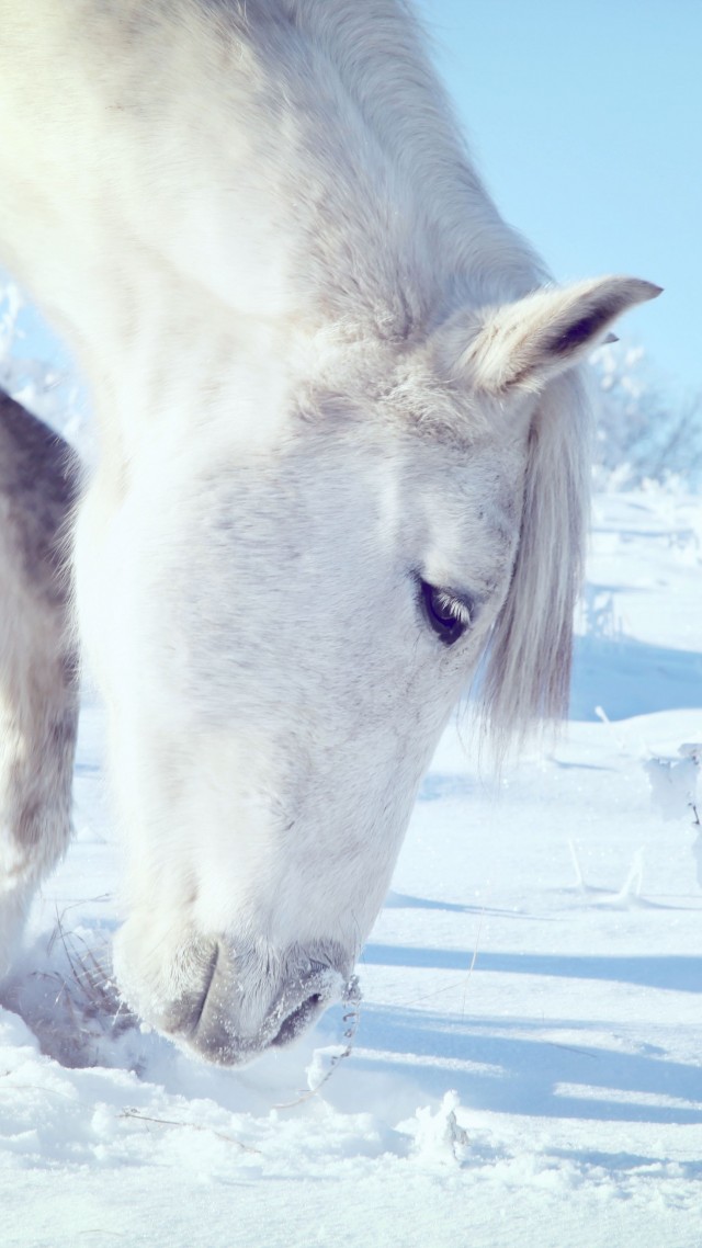 лошадь, копыта, грива, Horse, hooves, mane, white, snow, winter, close (vertical)